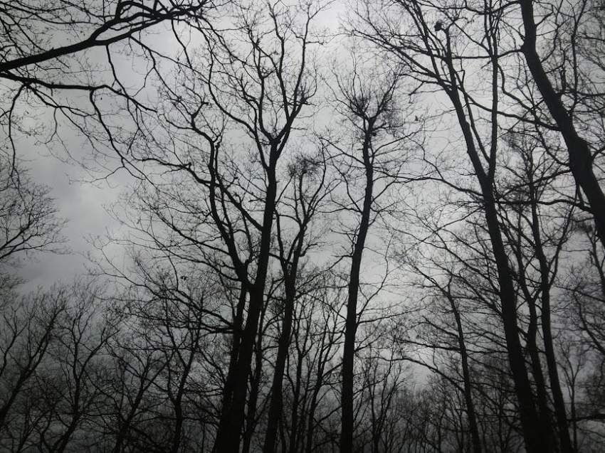 Silhouettes of bare trees against a cloudy, grey sky in a forest.