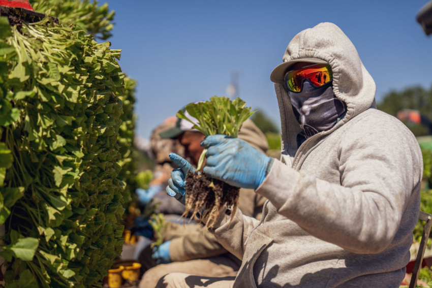 Farmworker harvesting leafy greens — Florida cyclosporiasis outbreak linked to fresh produce
