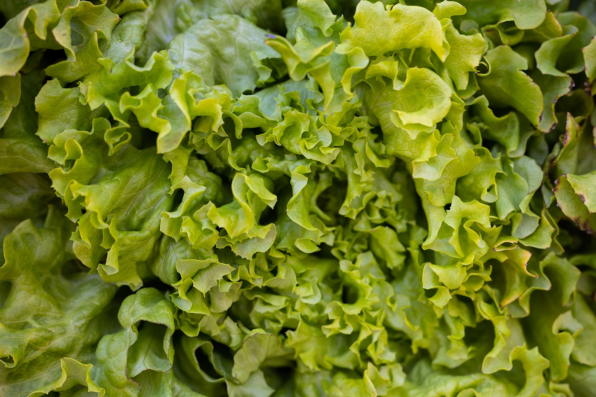 Sysco Drops Mexico Iceberg Lettuce as Cyclospora Cases Hit 10,468
