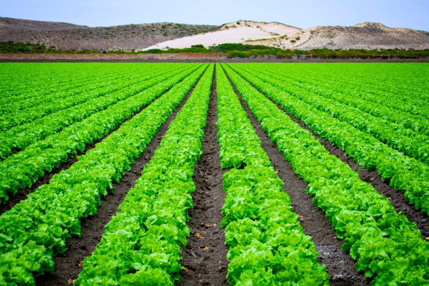 15 States Now Hit by Cyclospora Outbreak Tied to Taylor Farms Lettuce