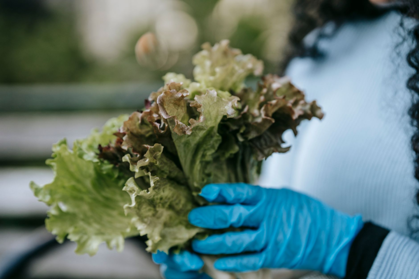 17 States Now Hit by Cyclospora Outbreak Tied to Taylor Farms Lettuce