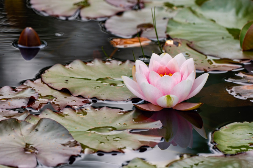 Ma'at — Numerology 2 — Balance & Partnership | August 11, 2026