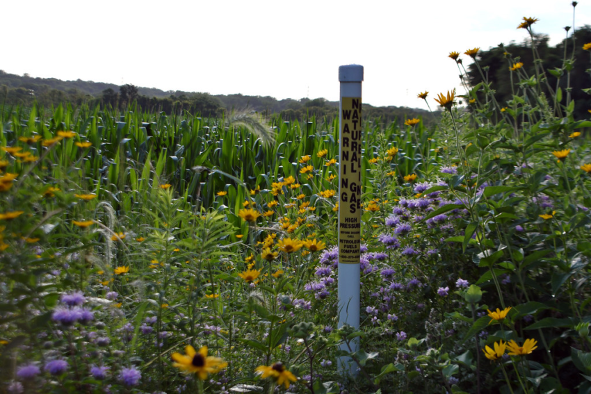 Natural-gas pipeline infrastructure and pollinator habitat beside a corn field, July 18, 2025. Illustrative infrastructure photograph; this is not the Jennings rupture site.