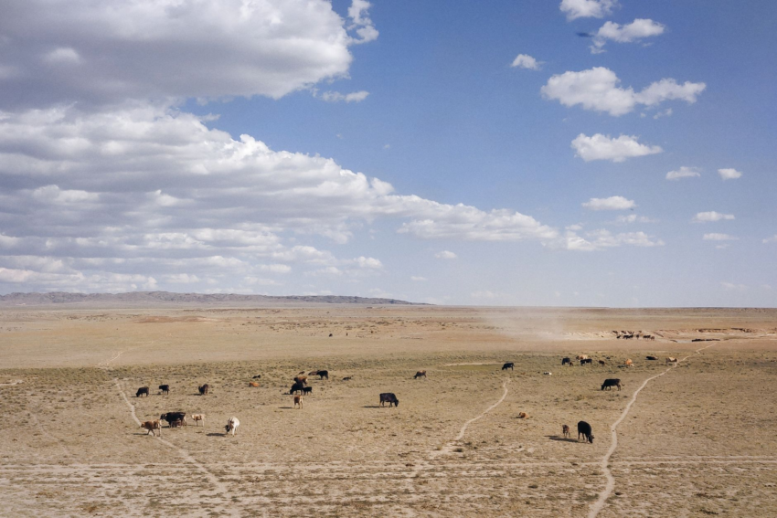 Cattle ranch on the plains