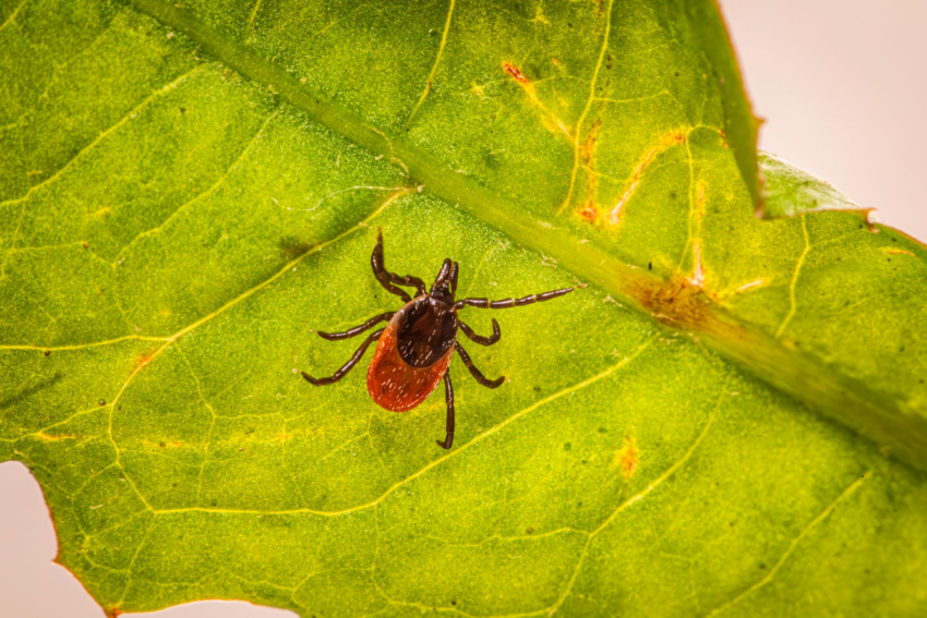 Parasite Outbreak Linked to Bagged Lettuce Sickens 11,458