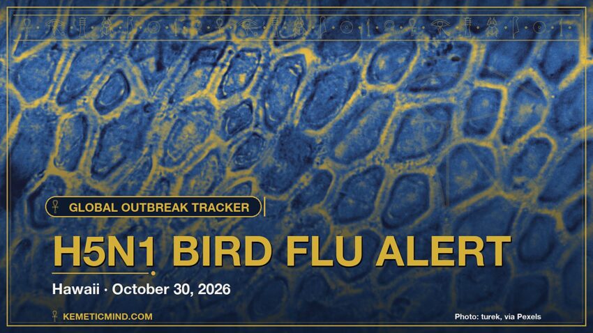 H5N1 Bird Flu Alert. Photo: turek, via Pexels