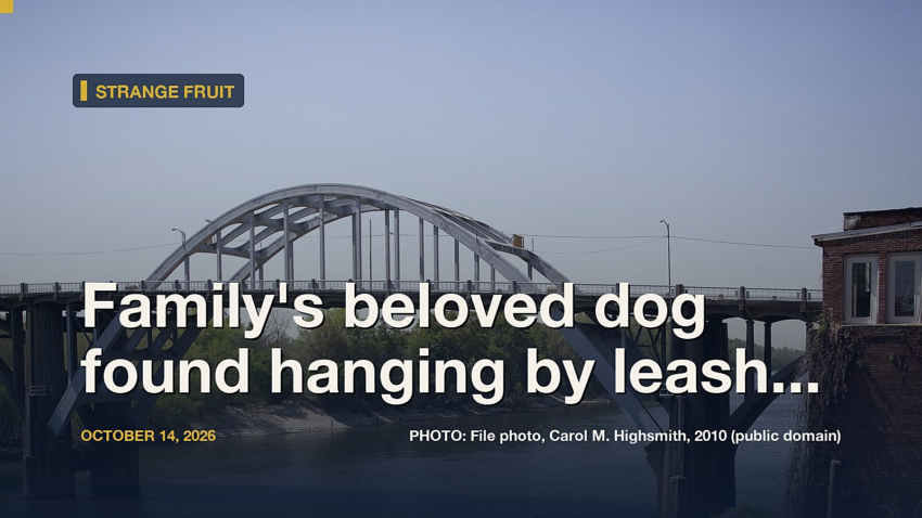Family's beloved dog found hanging by leash in Lynwood